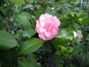2005-03-14 031 Camellia